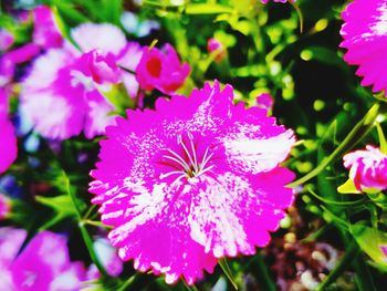 Close-up of pink flowers