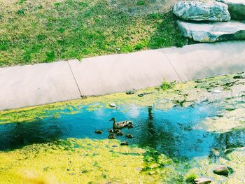 Close-up of grass by water