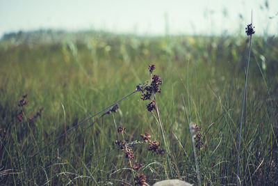 Close-up of wheat growing on field