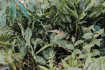 High angle view of plants growing on field