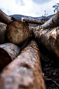 Close-up of logs in forest