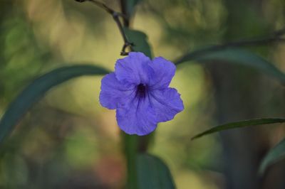 Close-up of flower blooming outdoors