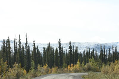 Road amidst trees in forest against sky