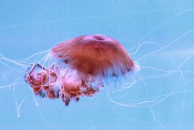 Close-up of jellyfish swimming in sea