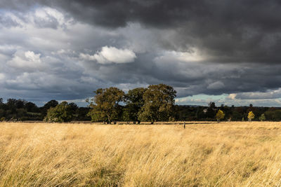 Scenic view of field against sky