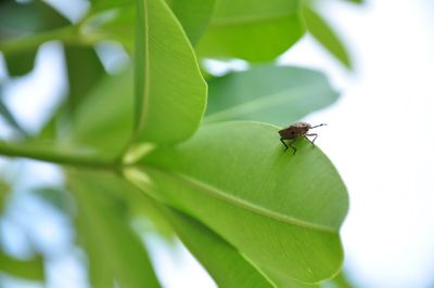 Close-up of fly on leaf