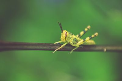 Close-up of insect on leaf