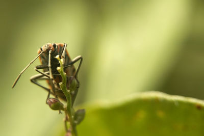 Close-up of insect on plant