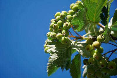 Low angle view of fruit growing on tree against sky