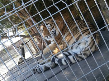 Tilt shot of tiger in cage at zoo