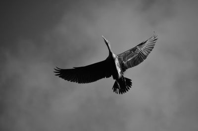 Low angle view of eagle flying against sky