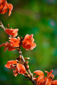 Close-up of orange flowering plant