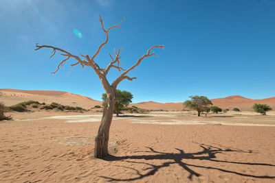 Dead vlei in naukluft national park, namibia, taken in january 2018