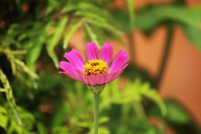 Close-up of pink flower