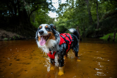 Dogs running in lake