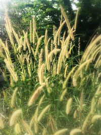 Close-up of crops growing on field