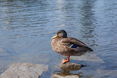 Bird on rock by lake