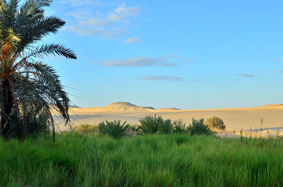 Scenic view of palm trees on field against sky