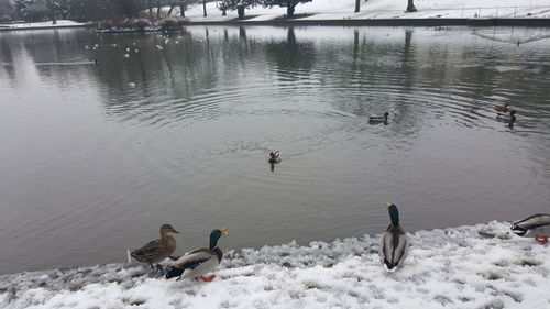 High angle view of ducks swimming in lake during winter