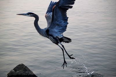 High angle view of gray heron by lake