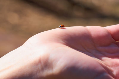 Close-up of insect on hand