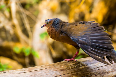 Close-up of bird perching on wood