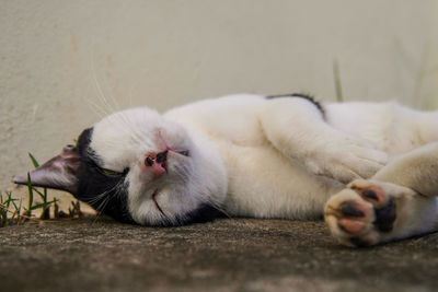 Close-up of cat resting