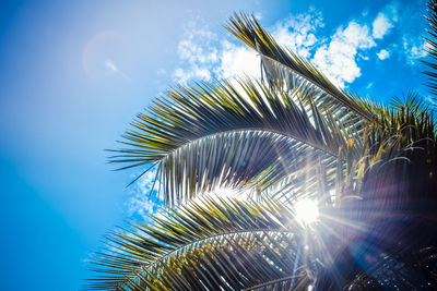 Sunlight streaming through palm tree