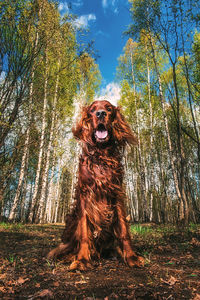 Portrait of dog in the forest