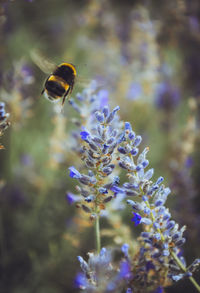 Close-up of butterfly pollinating on flower