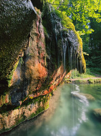 Scenic view of lake in forest