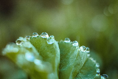 Close-up of wet plant with rain drops