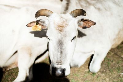 Close-up of white goat on field