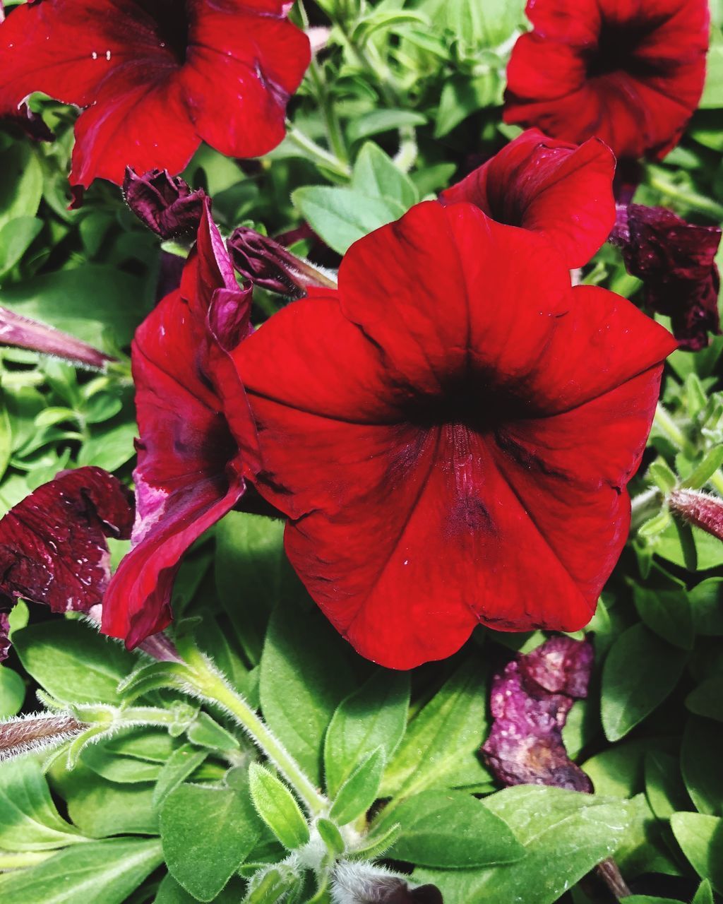 CLOSE-UP OF RED HIBISCUS