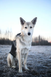 Portrait of dog looking away on field