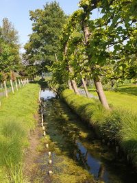 Trees growing on field by canal against sky