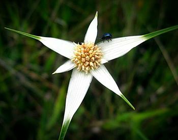 Close-up of white flowers