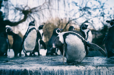 Close-up of penguins on rock at zoo