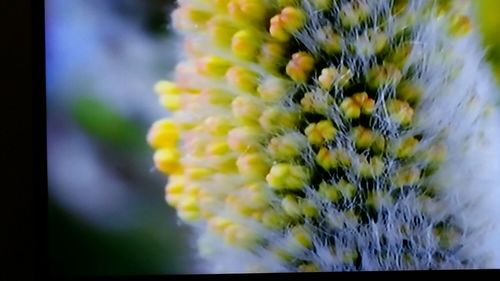 Close-up of yellow flower