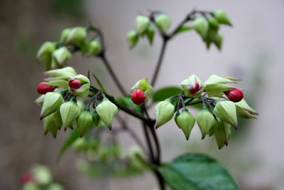 Close-up of fruits on tree