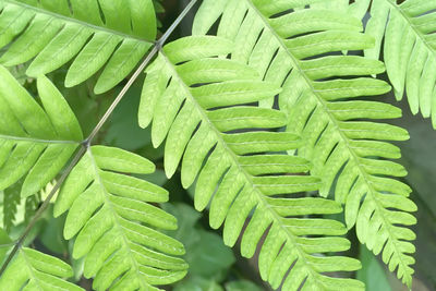 Full frame shot of fresh green leaves