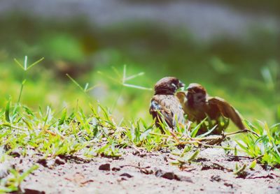 Close-up of an animal on land
