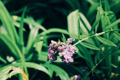 Close-up of flowers blooming outdoors