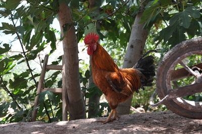 Rooster on a tree