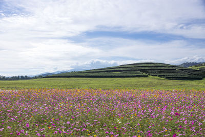 Scenic view of pink flowering plants on field against sky