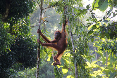 Monkey in a forest