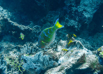 Fish swimming in sea