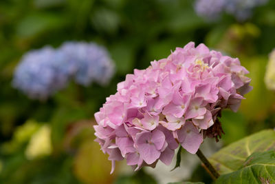 Close-up of pink hydrangea flower