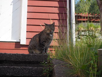 Cat sitting on a building