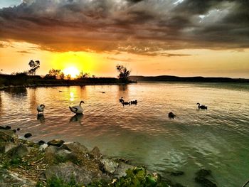 Birds swimming in lake against sky during sunset